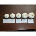 For Sale Chinese Fresh Garlic in Bulk White Garlic